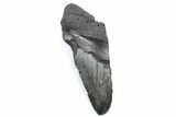 Partial Fossil Megalodon Tooth - South Carolina #362524-1